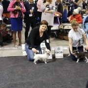 Viki Polar Star Samedino 