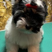 IMBIR Sfora w Papilotach