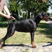 Black&bright Germiona 