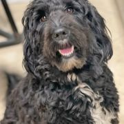 Estrella Perros del Mar