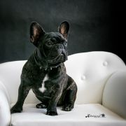 JOSEPHINE ROSE Maragossa