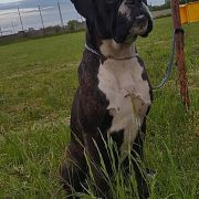 BACARDI Dela Kapturos(FCI)