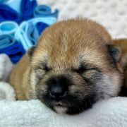 DAIKI the Scarlet Hill