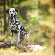 Dalylove Daragaja Sara