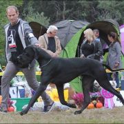 VALENTINO Margarejro FCI