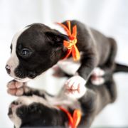 MARTUSIA Zealous Heart