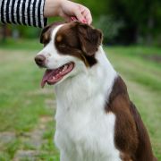 BRAGA Szlachetne FCI