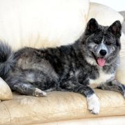 A’DORI Akai Kitsune