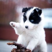 ALTHAEA z Łaciatej Krainy