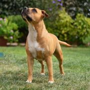 Proud to be Greek Blizzard