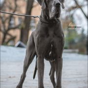 WINCHESTER Margarejro FCI