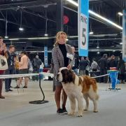 Yukon Wielkopolski Bernardyn (FCI)