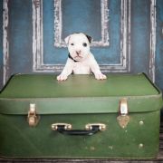 JUNCUS EFFUSUS American Heart vel. Kubuś