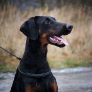 StarFire Fortem Amicum