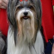 BONITTA Sfora w Papilotach