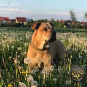 Mł Ch Pl BIG TAURA Tołdi(FCI) 