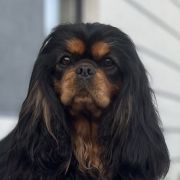 BRANDY Ex imo Corde (FCI)