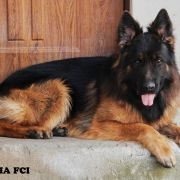 FOX Gold Union (FCI)-REPRODUKTOR