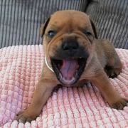 BELUGA Horseradish Gang Staff