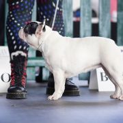 ARYA STARK Z BLUESOWEJ KRAINY