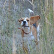 DAZZLING DAHLIA DARLING JOY