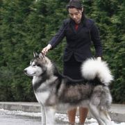 Ans Enearian Alwa­ys Win 