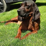 Iwar z Beskidzkich Wysp FCI