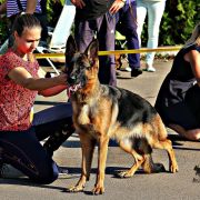 Greys vom Yambwelle Hof