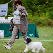 HAFIZ-CHAIR CHARDASH