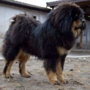 Dakotta Clab KHALEESI