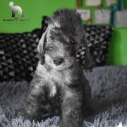 PROCOP Diamnd Lamb