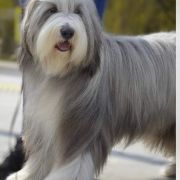 Farmarens Highland Fling