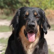 Enormous Over the Moon