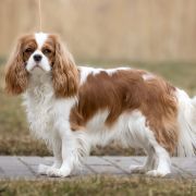 ADDICTED TO YOU-POEZJA Begret