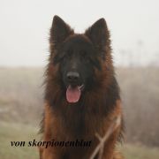 REPRODUKTOR ZENITH VOM FRANKENGOLD