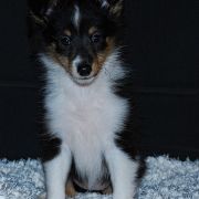Shetland Sheepdog