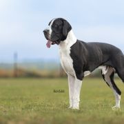 Mł.Ch.Pl , Ch.Pl, Gr.Ch.Pl EROS Black Tail - Czarny Ogon 