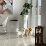 Daisy Princess Chi Lucky Charm