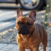 Douglas Idylla Canis