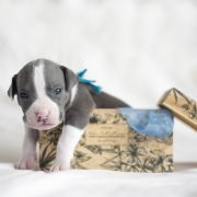 MOON DOT Zealous Heart 