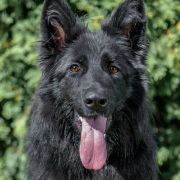 HAWANA BLACK z Zielonego Ursynowa Poland FCI