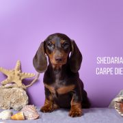 SHEDARIAN CARPE DIEM