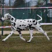 DUNCANSBY SPOTTED LORETTA