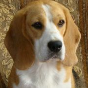 BAMBINA BELLA ANGELS BAND