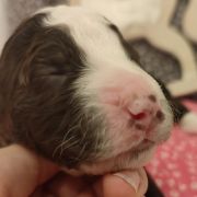 ALUCINANTE Curly Best Friend 