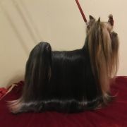 Carlos Winner Szafran