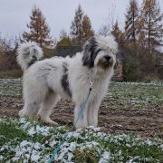 GLAMOROUS DESTINY Collis Amores 