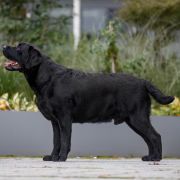 KARBONADO Szczenięce Marzenia FCI