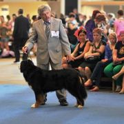 ANABELLA Wesoła Czereda FCI CH Pl, Mł.Ch PL, Club Winner, Baby Club Wi