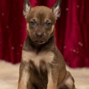 Lindoulainen One Silver